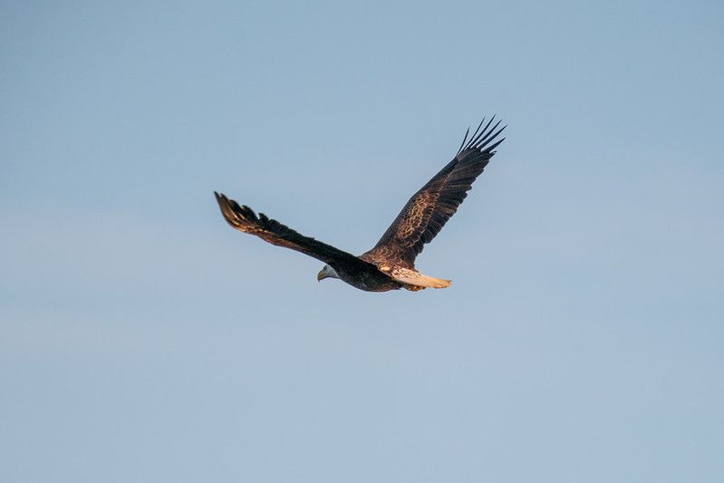 Chasing a Bald Eagle