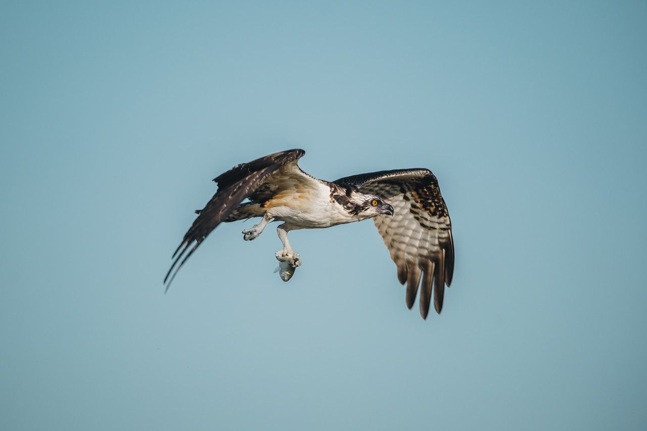 osprey flying with a fish in it's talons