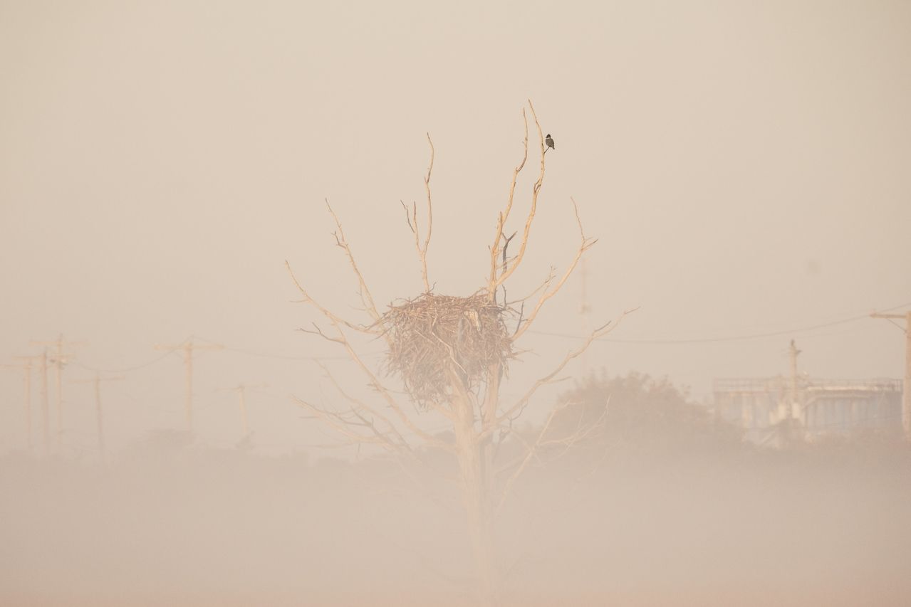 belted kingfisher in a tree surriunded by fog