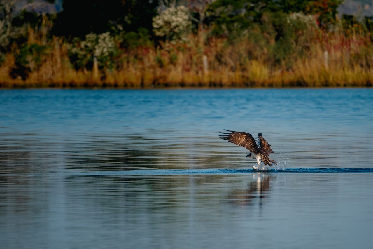 osprey catching a fish