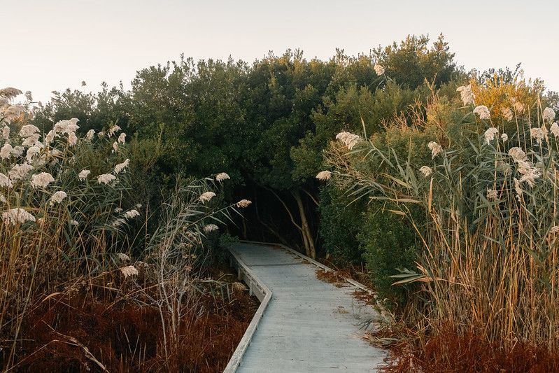 boardwalk surounded by coastal vegatation