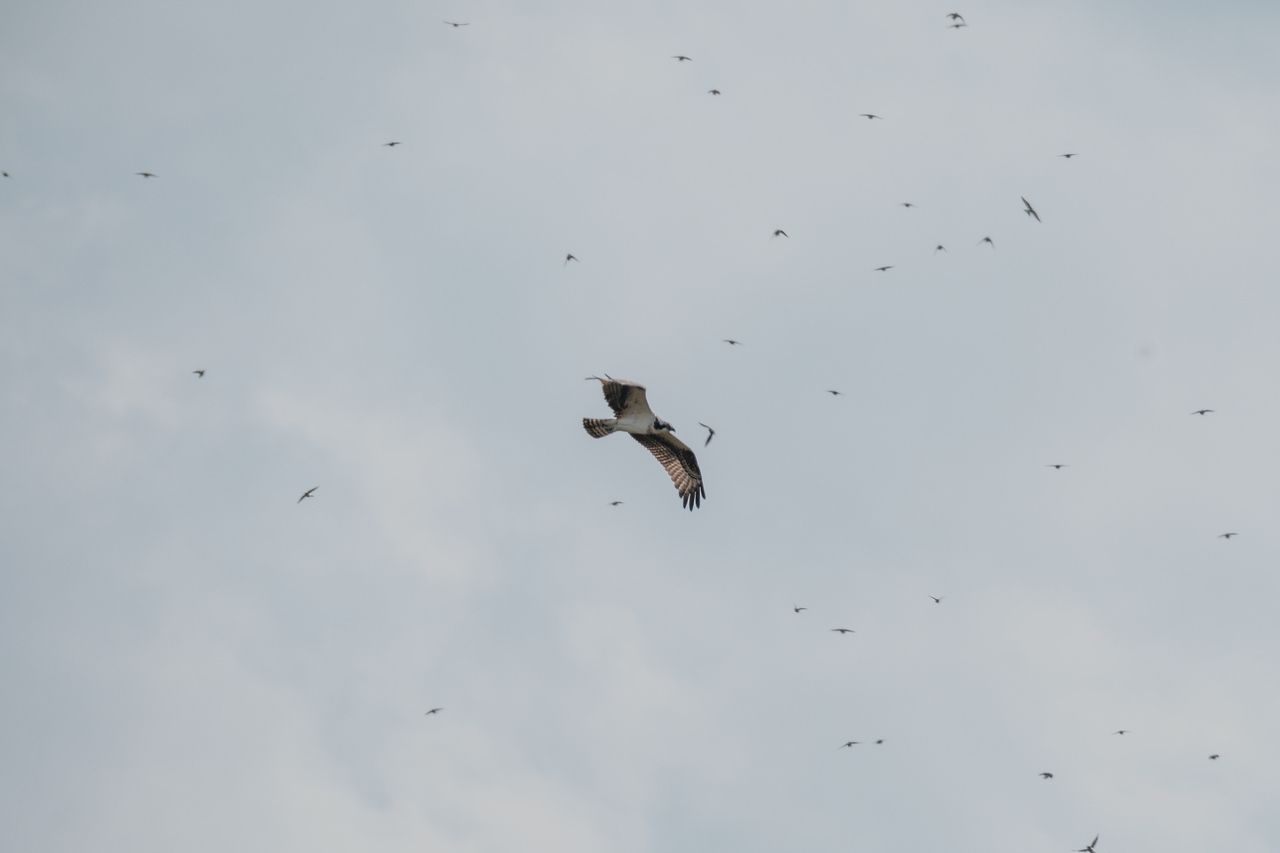 Osprey in Flight