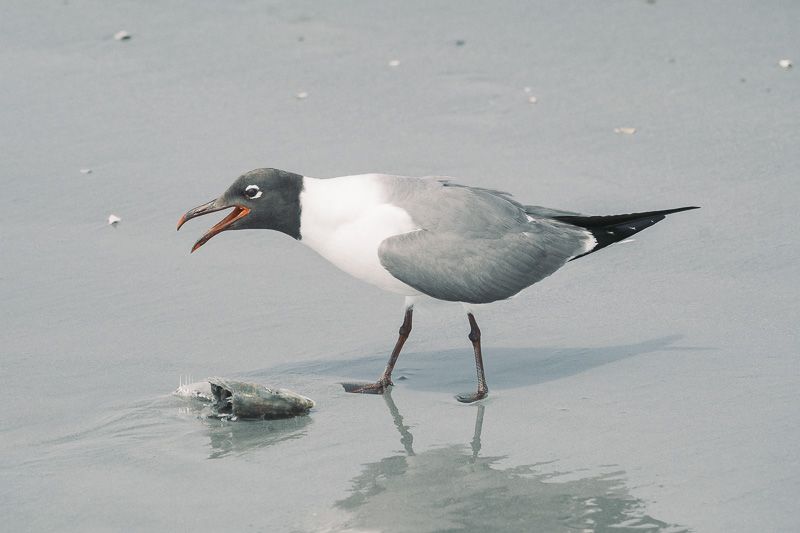 Lauging Gull