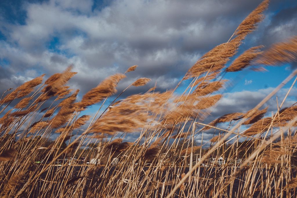 Cattails blowing in the wind