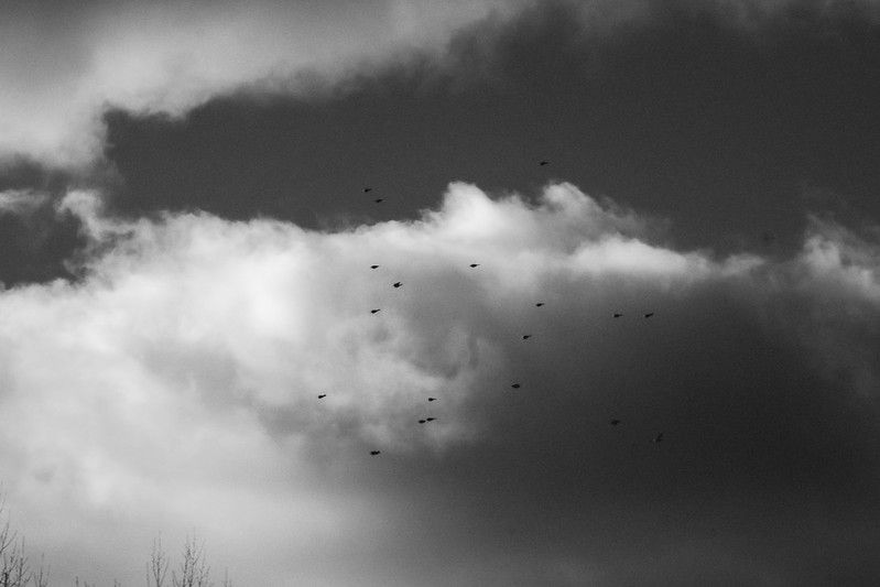 a flock of irds in the sky