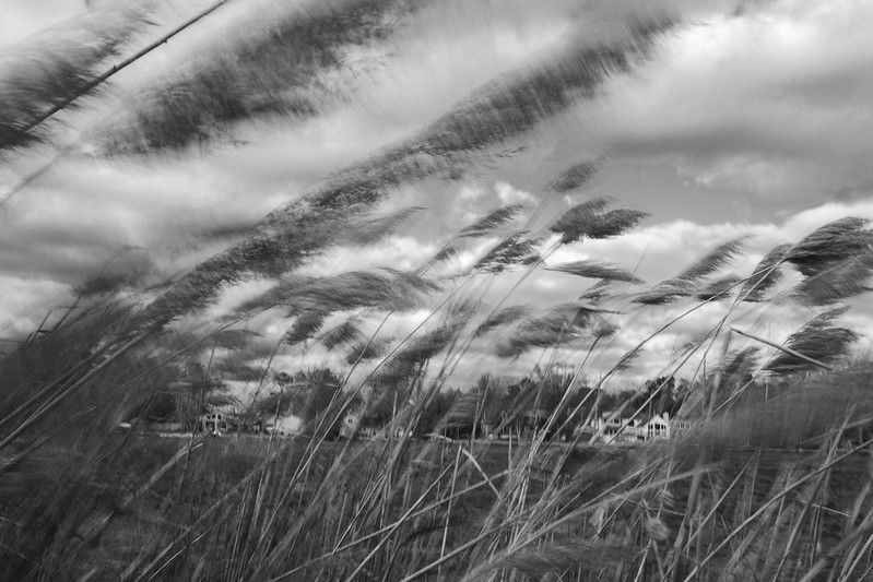 blurry cattails blowing in the wind