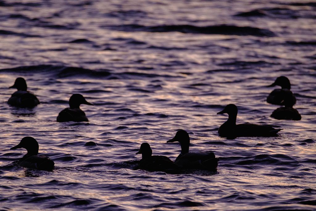 backlit mallard ducks on a lake