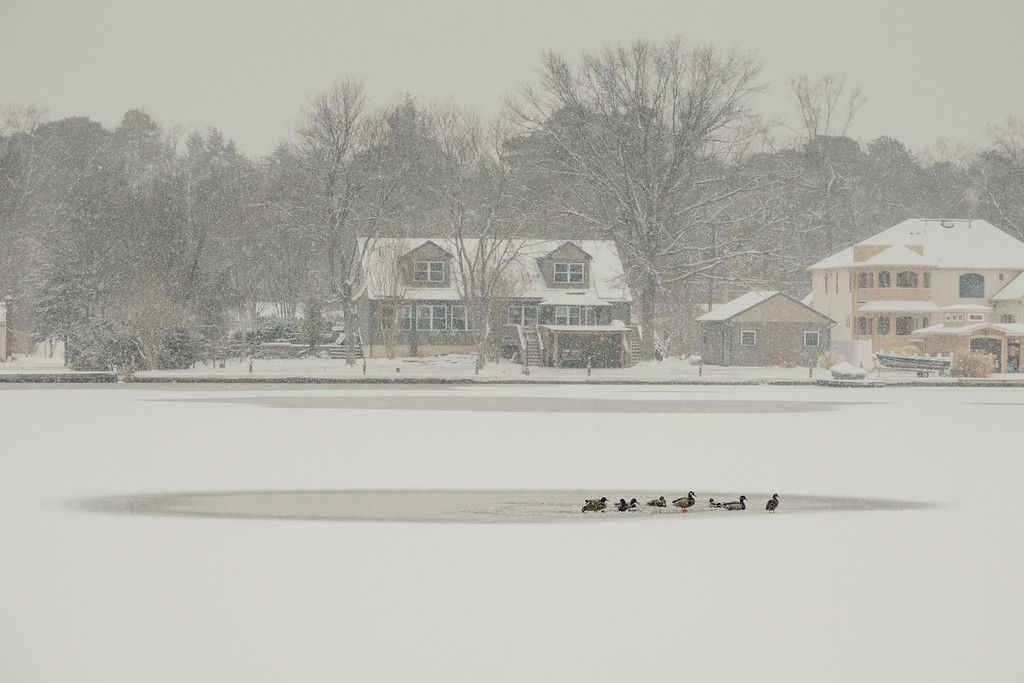 Birds in the Snow